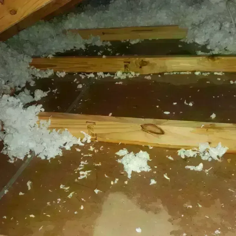 Attic Water Damage in Alamo, TX