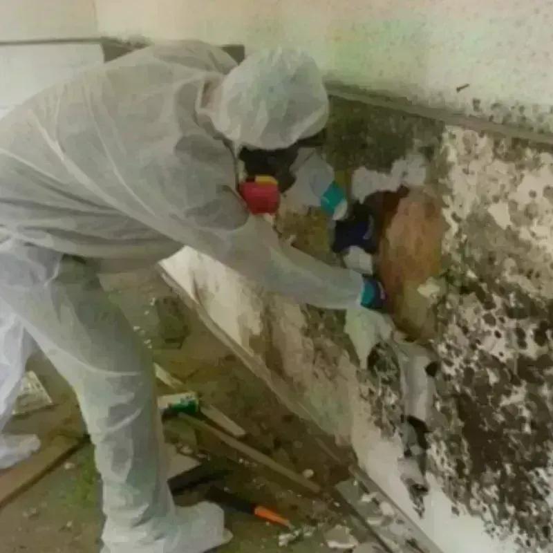 Mold Remediation and Removal in Alamo, TX